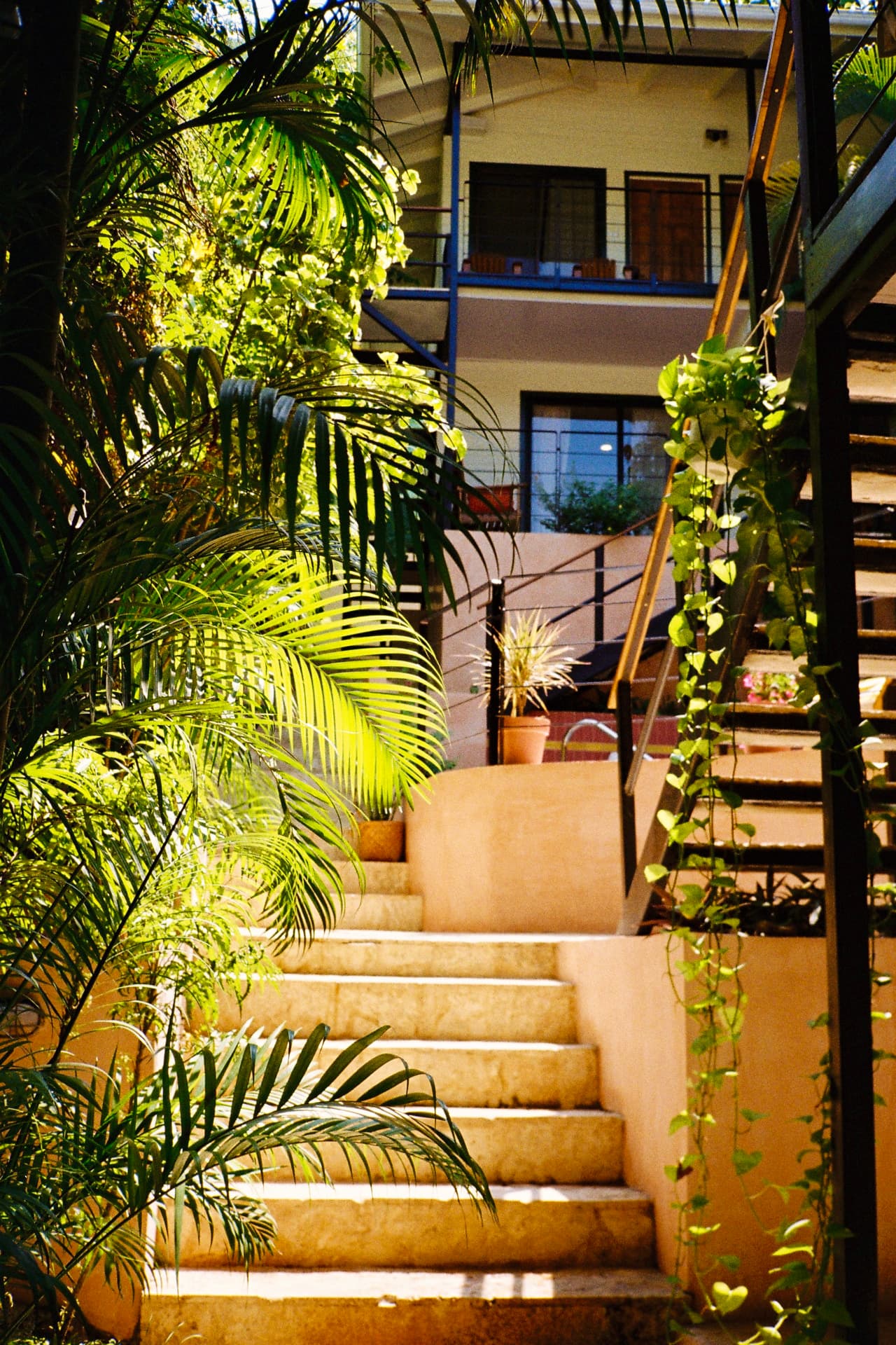 Sunlit stone steps winding up through the palms