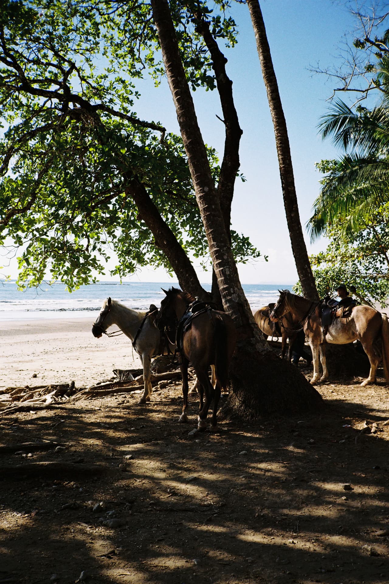 Horses resting beneath the palms on the beach in Santa Teresa