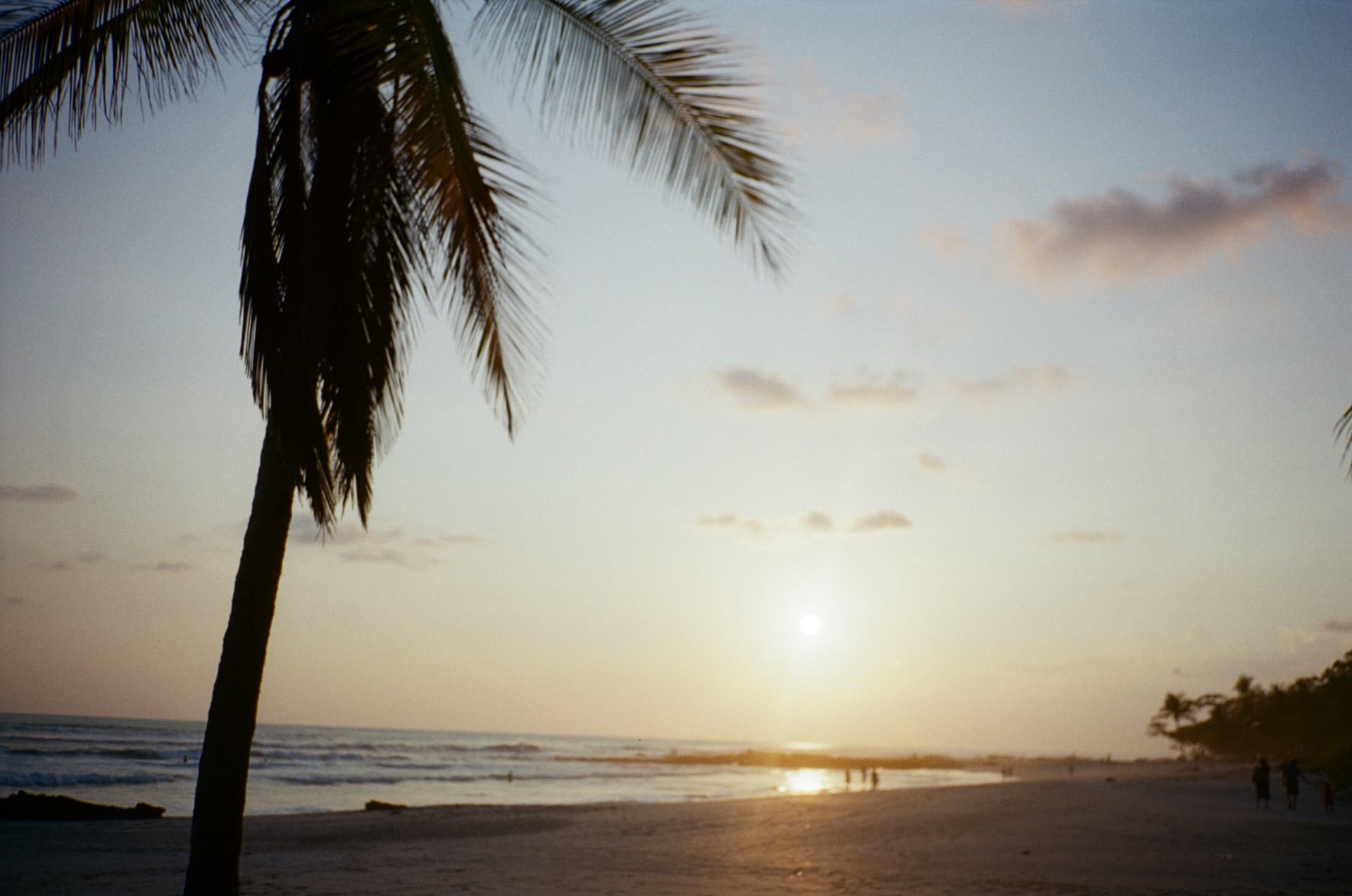 Palm tree silhouette at sunset on Playa Santa Teresa
